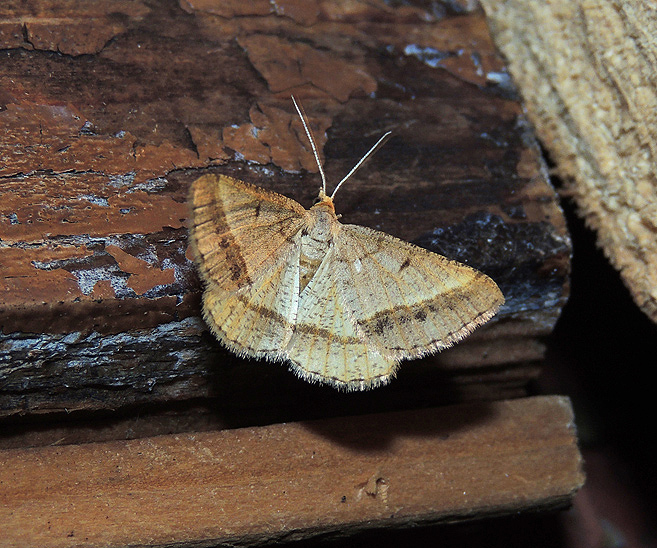 Isturgia arenacearia Geometridae